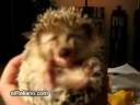 Erizo comiendo.wmv Erizo comiendo.wmv