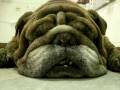 Snoring bulldog