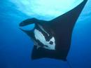 Socorro Island Manta Diving Aboard Solmar V
