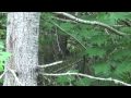Woodpeckers