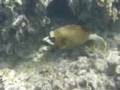 Black Spotted Puffer Fish