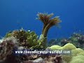 Feather Duster Emerges while SCUBA Diving