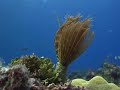 Feather Duster Emerges while SCUBA Diving