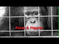 Orangutans - The Grim Facts