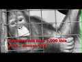 Orangutans - The Grim Facts
