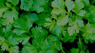 Cómo sembrar cilantro en tu casa
