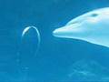Dauphins et vortex