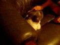 videos de annif Dondon et Marwane.avi
