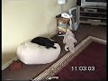 bowser being chased