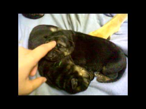 chien berger allemand