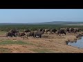 Buffalos having fun at waterhole