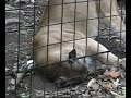 Cougars like catnip, too! Cougars like catnip, too!
