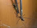 Guêpe Tueuse VS Araignée Guêpe Tueuse VS Araignée