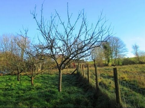 how to prune an apple tree video