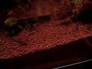 Fische im Aquarium