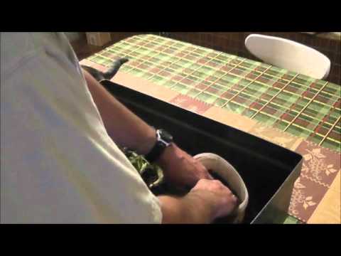 how to replant an aloe plant