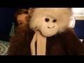 Juicy Jabber: Monkey Collection!