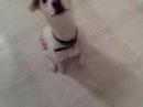 Hamilton the Dog in Drag Hamilton the Dog in Drag