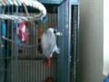 african grey