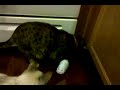 Zhu Zhu Meets our cats