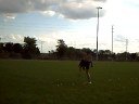 Butterfly Kick