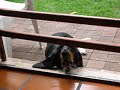 El berrinche de Trufa El berrinche de Trufa