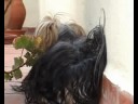 Hound Dog