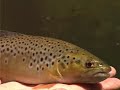 Fly Fishing The Goulburn Valley