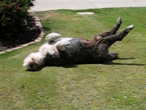Ruff, the bearded collie -- rolling around on the grass