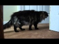 Cat Diaries: Episode 4: Kitty finds a Job!