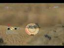 Spartan laser killtrocity!