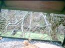 Bushtits