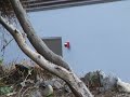 Wheelock ETWP Speaker Strobe IV
