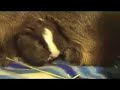 S�ugen von Meerschweinchen