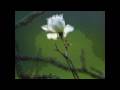 SENTIMENTE -  ( Ambiental Cosmic )