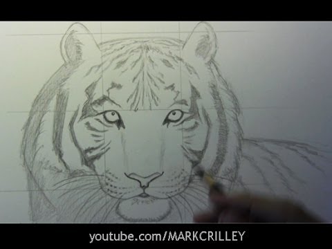 how to draw the face of a tiger