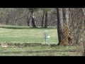 Roffes discgolf ace hole 1 (9-hole course) at Mosseberg, Falkoping