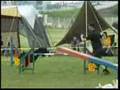 Labrador Retriever video