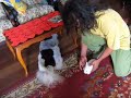 Pucchini , um cachorro engraçado