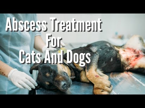 how to treat open wound on cat