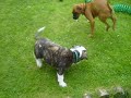 Matzoball Vs Sylar (English Bulldog)