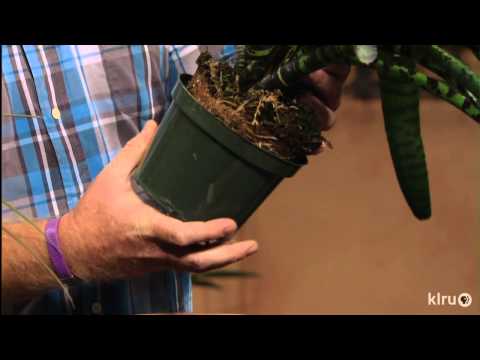 how to transplant bromeliads