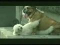 Dog having affair!