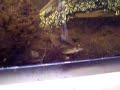 Jumping Salamander Larvae 1 Jumping Salamander Larvae 1
