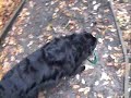 Dog Walking in Lords Wood.. Dog Walking in Lords Wood..