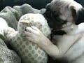 Pug puppy chews on snow leopard