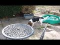 http://www.youtube.com/watch?v=_W9Zx-mLfUw These are our new Beagle pups they are so sweet. Real loving dogs.