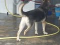 honden in Poago