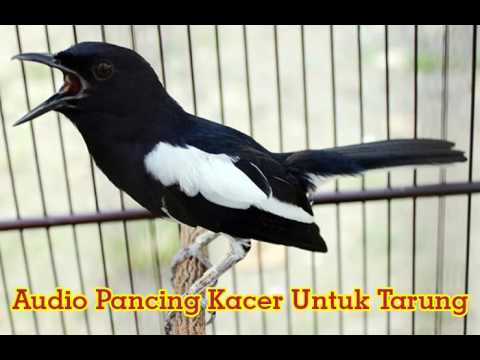 Suara Lomba Burung Kacer 8 19 Mb Muvisaga