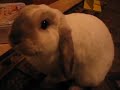 Rabbit Agility